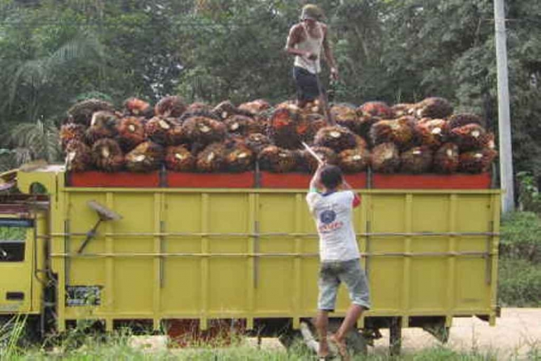 Bongkar muat sawit. Sumber Foto: httpptpn5.com