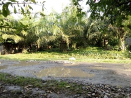 Kebun kelapa sawit di samping rumah penduduk Lopon. Dokumen pribadi.