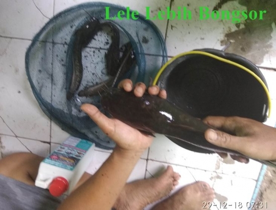 lele lebih bongsor