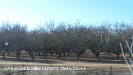 Dokumentasi pribadi | Kebuh buah jeruk, dengan berbagai macam jeruk terbaik dari California di Central Valley