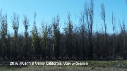 Dokumentasi pribadi | Kebun kacang pistachio, Central Valley California
