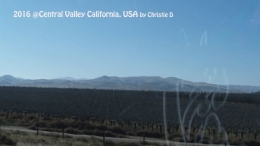 Dokumentasi pribadi | Kebun anggur di Central Valley, California