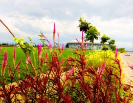 Bunga-bunga ....bersemi di Bandung Timur/Dokumentasi pribadi 