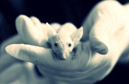 Lab Mouse - Foto: pixabay.com
