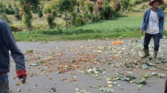 Petani buang kol dan kentang di jalan (foto oleh Tribun Jambi/Heru) 