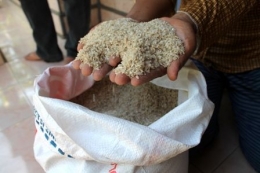 Ilustrasi beras busuk (harapanrakyat.com)