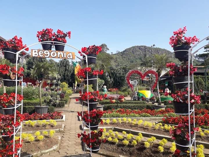 Wisata Kebun Bunga Begonia Lembang Bandung Halaman All Kompasiana Com