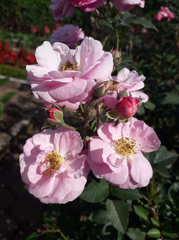 Wisata Kebun Bunga Begonia Lembang Bandung Halaman 1 Wisata Kebun Bunga Begonia Lembang Bandung Halaman 1