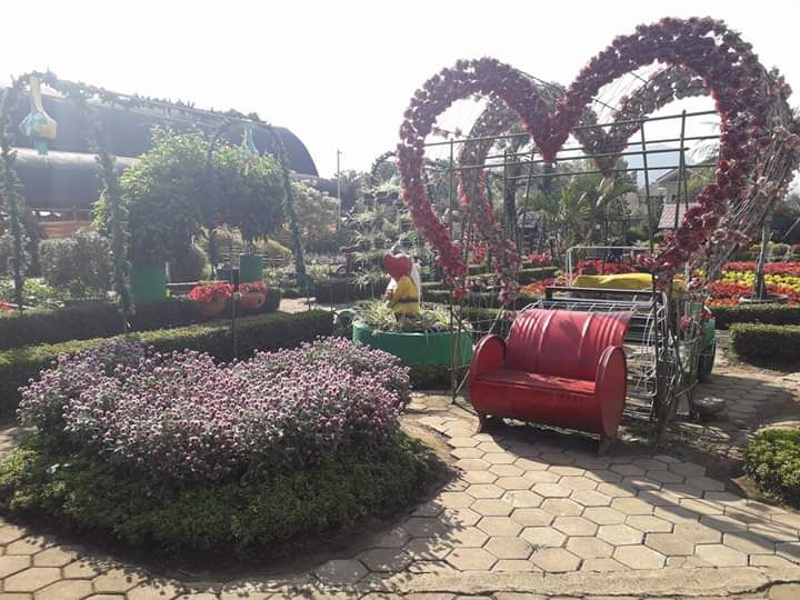 Wisata Kebun  Bunga  Begonia Lembang Bandung  Halaman 1  Wisata Kebun  Bunga  Begonia Lembang Bandung  Halaman 1