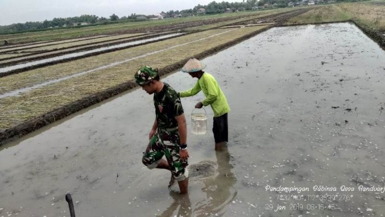 Babinsa Koramil 0815/11 Pungging Serda Sugiarto Dampingi Petani Tebar Benih Padi Situbagendit, Selasa (29/01/2019)