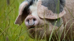 Babi [BBC.com]