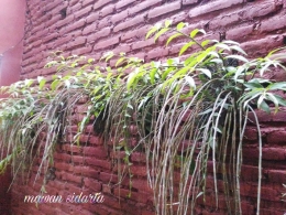 Tembok tidak diplester, cukup dicat dan ditempeli tanaman anggrek (dok.pri)
