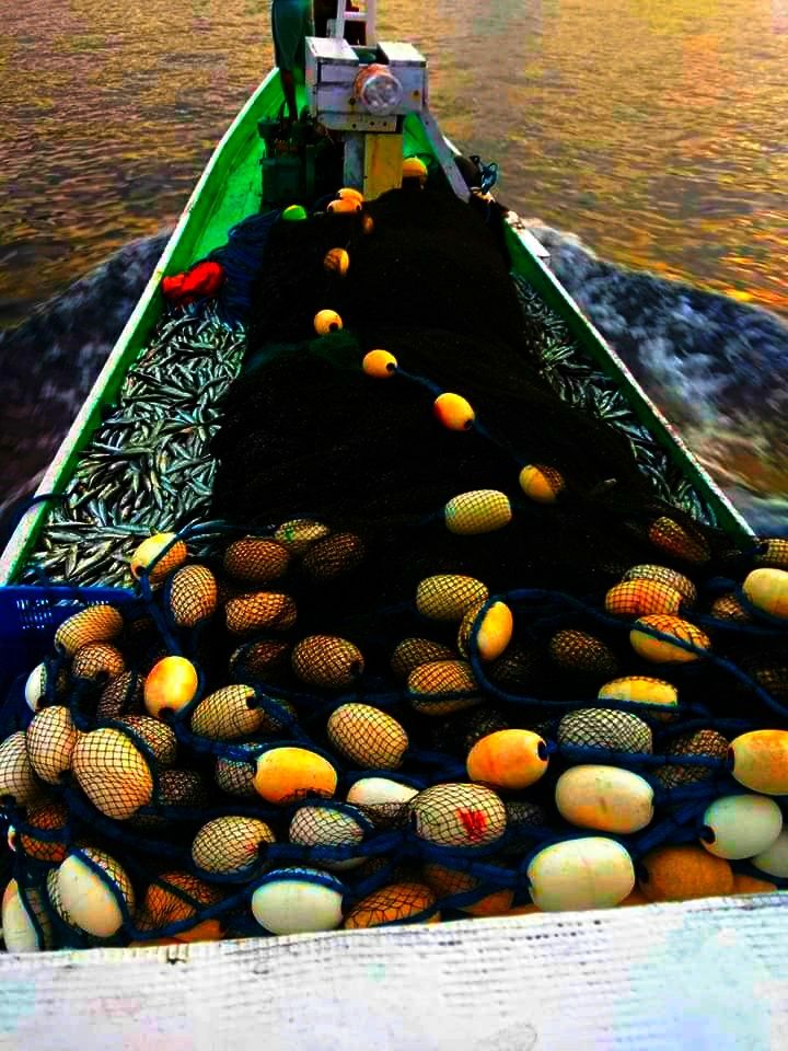 Ket. Ikan-ikan hasil tangkapan metode Bao. Sumber: Miswan Uran.