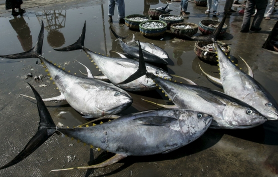 et. Ikan tuna merupakan salah satu jenis ikan yang ditangkap di laut lepas. Sumber: mongabay.co.id.