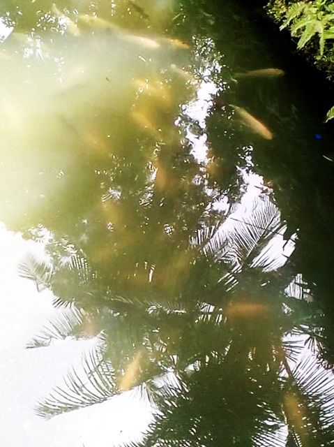 kolam ikan (dokpri)