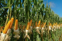 Tanaman jagung yang menjadi bahan utama cemilan jagung titi (pioner.com)