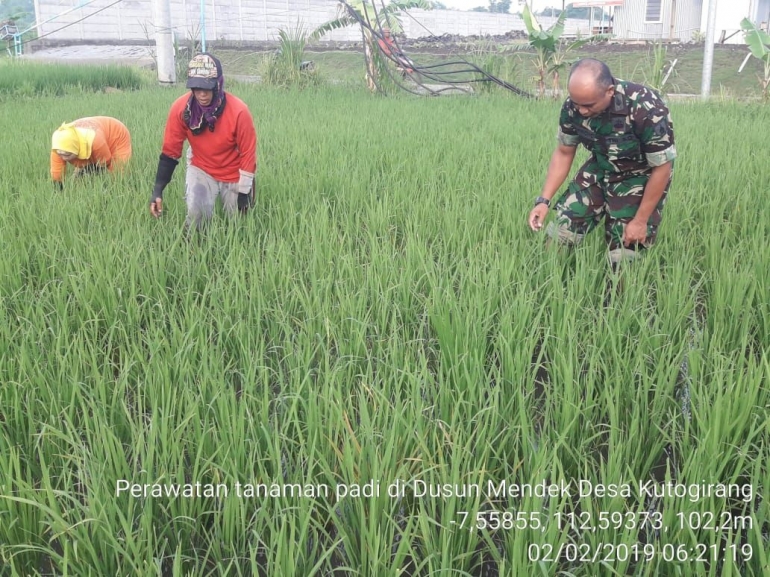 Babinsa Kutogirang Pelda Supriyono Dampingi Petani Rawat Tanaman Padi