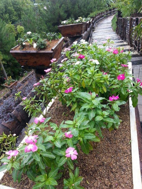 Bunga Vinca di Rainbow Garden. Photo by Ari