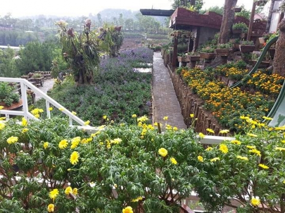 Bunga matahari kecil. Photo by Ari