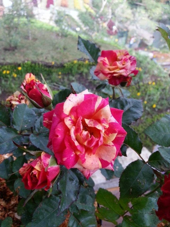 Mawar bercorak di Rainbow Garden. Photo by Ari