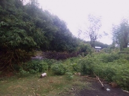 Pembabatan Hutan Mangrove di Desa Nisombalia (dokpri).