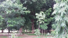 Pohon-pohon besar yang tumbuh di halaman Masjid Sabilal Muhtadin (Foto : @kaekaha)