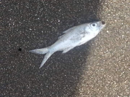 Ikan kecil di tepian pantai Teluk Penyu. Photo by Ari