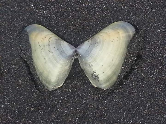 Kerang yang masih utuh sepasang di pinghiran pantai Teluk Penyu. Photo by Ari