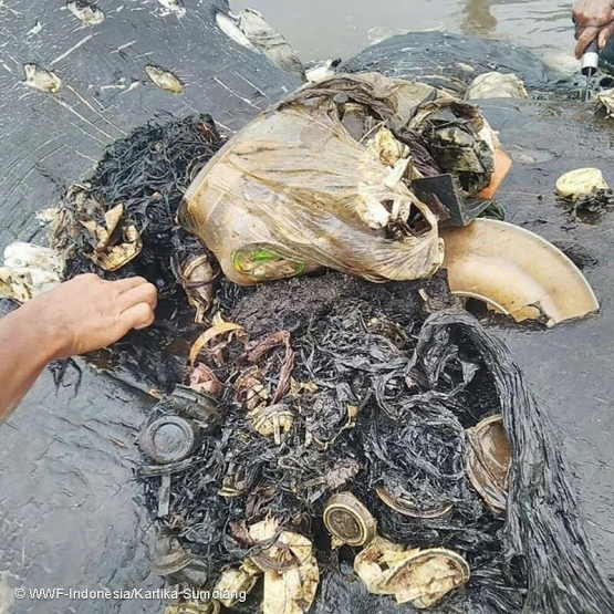 Sampah di Perut Paus (Foto: WWF)