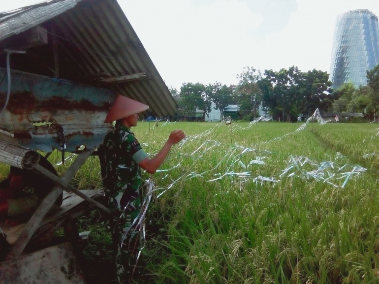 Serda Edi Margono saat membantu petani mengusir burung pemakan padi