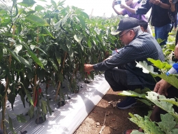 Wabup Bantaeng panen cabe merah di kebun Misbar (09/02/2019).