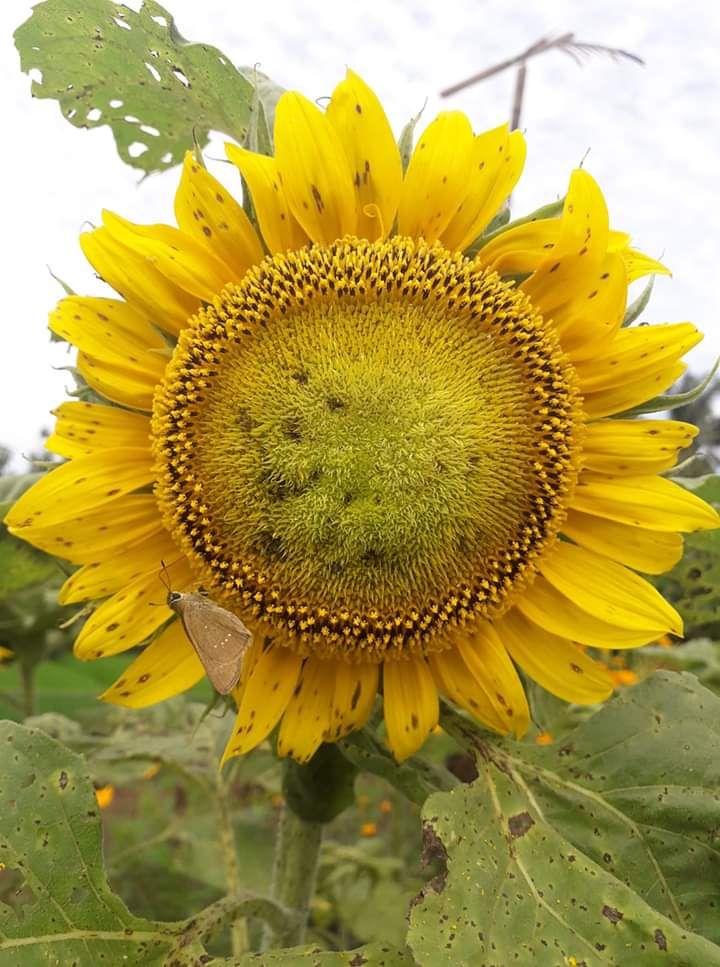 Moth yang sedang sarapan di bunga matahari. Asgard. Photo by Ari