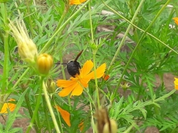 Lebah hinggap di bunga Kenikir. Asgard. Photo by Ari