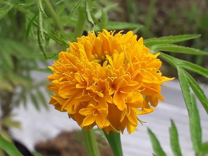 Bunga Marigolds tumpuk. Photo by Ari