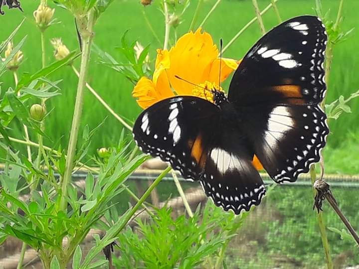 Kupu-kupu di bunga kenikir. Asgard. Photo by Ari
