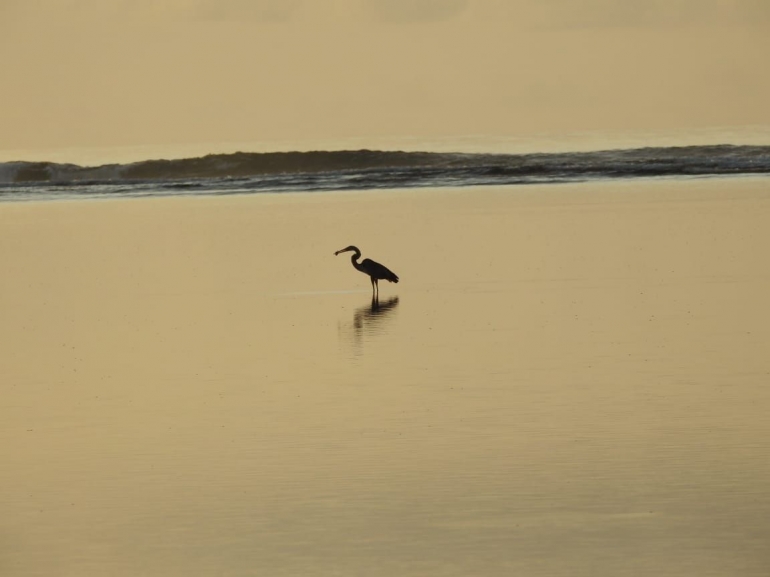 Burung dipantai menjelang senja/dokpri