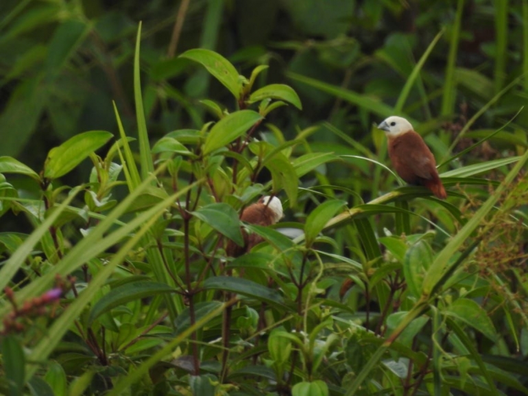 Burung di ranting pohon/dokpri