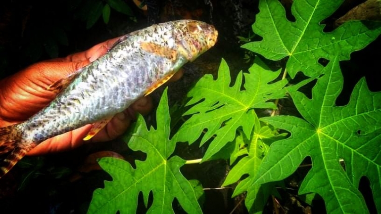 Ikan mentah yang siap diolah. Dokumen pribadi