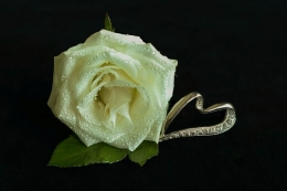 White Rose, picture captured from www.pixabay.com