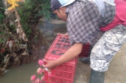 Petani di Banyuwangi membuang buah naga rusak ke sungai (balipost.com)