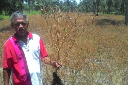 Sukarman, petani cabai Kulonprogo yang memusnahkan 1.5 ha kebun cabai menggunakan herbisida (kompas.com)