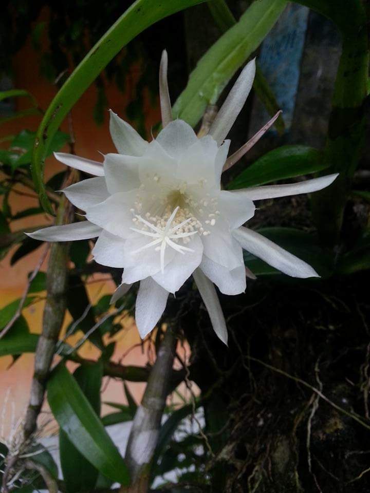 Asyiknya Bertanam Bunga  Wijaya  Kusuma  Halaman 1  Asyiknya Bertanam Bunga  Wijaya  Kusuma  Halaman 1