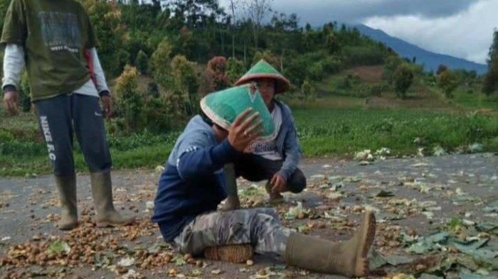 Petani Kayu Aro, Jambi membuang kentang dan kol di jalanan (tribunnews.com)