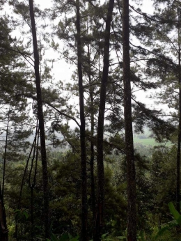 Hutan Pinus di Djulangadeg hills. Photo by Ari