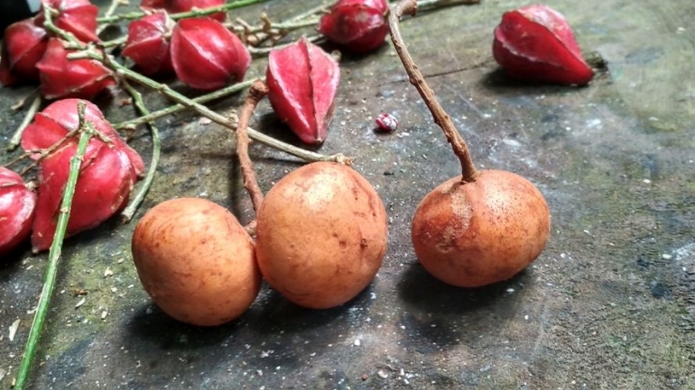 Buah belimbing darah dan buah kapul dari sisa buah raya di Gunung Palung. Foto dok : Petrus Kanisius