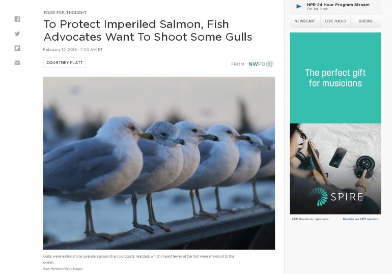 screenshot-2019-02-12-to-protect-imperiled-salmon-fish-advocates-want-to-shoot-some-gulls-the-salt-npr-5c63115daeebe133cb1628b6.png