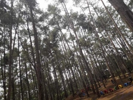 Hutan pinus dengan area outdoor playground. Kemit Forest. Photo by Ari