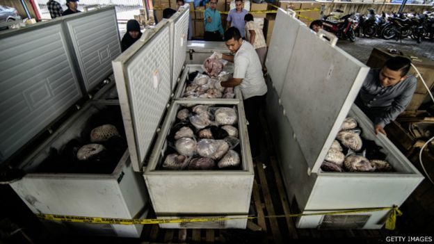 Si Manis javanica yang nasibnya selalu tragis karena di konsumsi dan diperjualbelikan. Foto : Getty Images