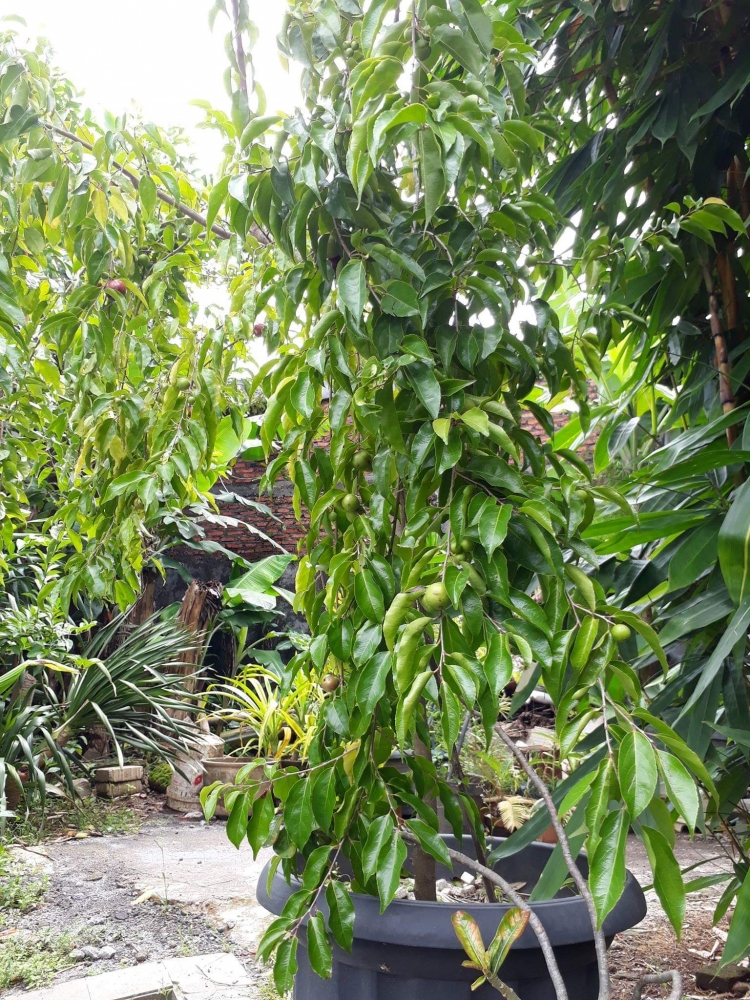 Mengenal Sedikit tentang Pohon Plum Merah Dataran Rendah Mengenal Sedikit tentang Pohon Plum Merah Dataran Rendah