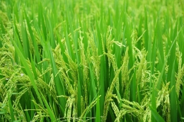 ilustrasi tanaman padi (Sumber: pxhere.com)